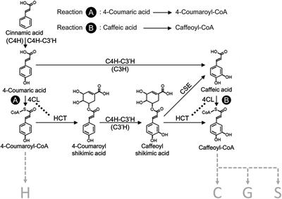 Enzyme Complexes of Ptr4CL and PtrHCT Modulate Co-enzyme A Ligation of Hydroxycinnamic Acids for Monolignol Biosynthesis in Populus trichocarpa